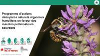Apercu de la ressource Premiers enseignements du programme inter-parcs francilien sur les pollinisateurs sauvages