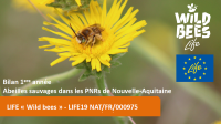Apercu de la ressource Abeilles sauvages dans les PNR de Nouvelle-Aquitaine - Bilan 1ère année du Life Wild Bees