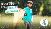 Apercu de la ressource Protéger les abeilles sauvages d’Île-de-France ? Zoom sur les Parcs naturels régionaux franciliens